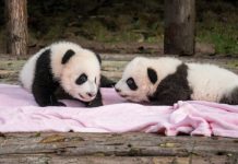 Research: Why are giant pandas born so tiny? New clues from bones put an old theory to the test —