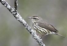Research: Birds’ seasonal migrations shift earlier as climate changes —