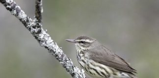 Research: Birds’ seasonal migrations shift earlier as climate changes —