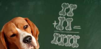 Research: Unique experiment explores canine ‘numerosity’ —