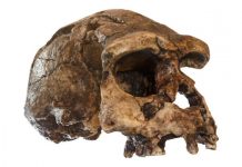 Research: Researchers determine age for last known settlement by a direct ancestor to modern humans —