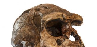 Research: Researchers determine age for last known settlement by a direct ancestor to modern humans —