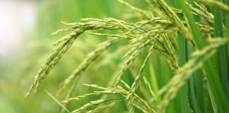 Research: Grain traits traced to ‘dark matter’ of rice genome —