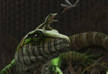 Research: Ancient lizard dad bones reveal earliest example of good parenting Research: Ancient lizard dad bones reveal earliest example of good parenting