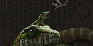 Research: Ancient lizard dad bones reveal earliest example of good parenting Research: Ancient lizard dad bones reveal earliest example of good parenting