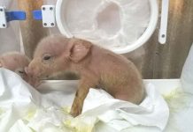 Researchers Manage to Create Pig-Monkey Chimeras for the First Time Researchers Manage to Create Pig-Monkey Chimeras for the First Time