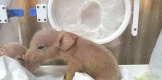 Researchers Manage to Create Pig-Monkey Chimeras for the First Time Researchers Manage to Create Pig-Monkey Chimeras for the First Time
