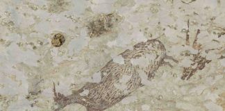 Researchers Reveal What They Found in The World’s Oldest Cave Art Researchers Reveal What They Found in The World's Oldest Cave Art