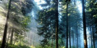 Researchers discover 385-million-year-old forest Researchers discover 385-million-year-old forest