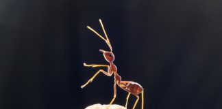 Scientists discover potential way to manage insects without chemicals Scientists discover potential way to manage insects without chemicals