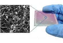 Scientists observe brain-like behavior in nanoscale device Scientists observe brain-like behavior in nanoscale device