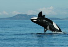 Study: Killer whale grandmothers boost survival of calves Study: Killer whale grandmothers boost survival of calves
