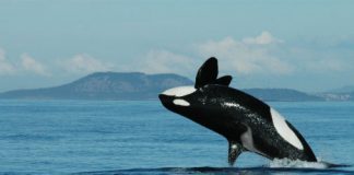Study: Killer whale grandmothers boost survival of calves Study: Killer whale grandmothers boost survival of calves