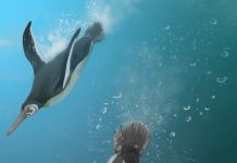 Study: When penguins ruled after dinosaurs died Study: When penguins ruled after dinosaurs died