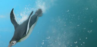 Study: When penguins ruled after dinosaurs died Study: When penguins ruled after dinosaurs died