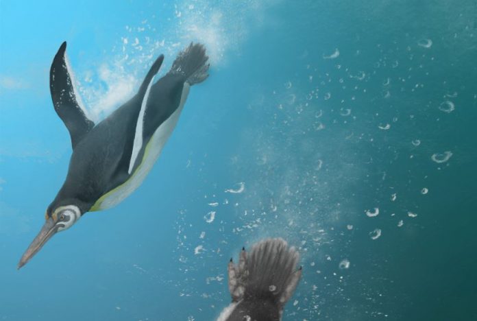 Study: When penguins ruled after dinosaurs died