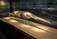 Chinese paddlefish declared extinct, Researchers Say Chinese paddlefish declared extinct, Researchers Say