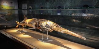Chinese paddlefish declared extinct, Researchers Say Chinese paddlefish declared extinct, Researchers Say