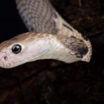 Coronavirus could have jumped to humans from snakes, Report Coronavirus could have jumped to humans from snakes, Report