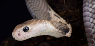 Coronavirus could have jumped to humans from snakes, Report Coronavirus could have jumped to humans from snakes, Report