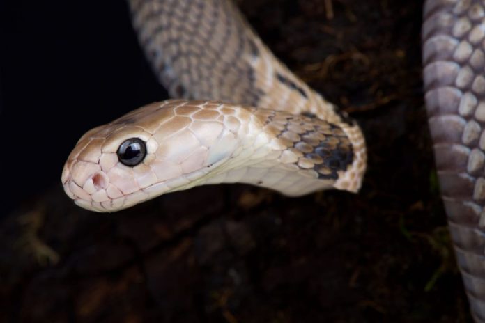 Coronavirus could have jumped to humans from snakes, Report