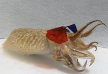 Cuttlefish study: 3D glasses help reveal strike patterns Cuttlefish study: 3D glasses help reveal strike patterns