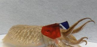 Cuttlefish study: 3D glasses help reveal strike patterns Cuttlefish study: 3D glasses help reveal strike patterns
