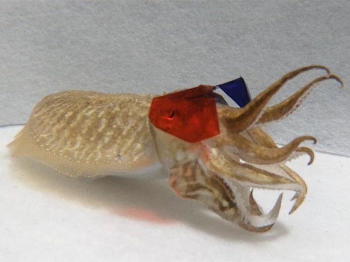 Cuttlefish study: 3D glasses help reveal strike patterns