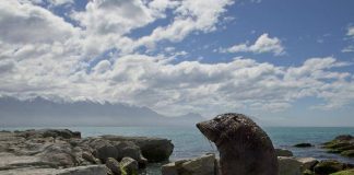 New Zealand charts fourth hottest year, Report New Zealand charts fourth hottest year, Report