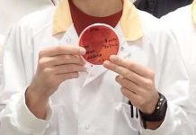 New species of antibiotic-resistant bacteria found in infected wound, Study New species of antibiotic-resistant bacteria