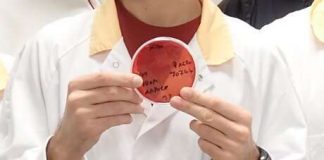 New species of antibiotic-resistant bacteria found in infected wound, Study New species of antibiotic-resistant bacteria