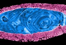Oldest known asteroid strike may have ended Snowball Earth (Study) Oldest known asteroid strike may have ended Snowball Earth (Study)