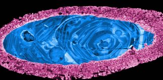 Oldest known asteroid strike may have ended Snowball Earth (Study) Oldest known asteroid strike may have ended Snowball Earth (Study)