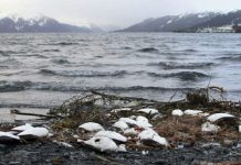 Pacific Ocea: Scientists say hot ocean “blob” killed one million seabirds Pacific Ocea: Scientists say hot ocean "blob" killed one million seabirds