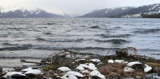 Pacific Ocea: Scientists say hot ocean “blob” killed one million seabirds Pacific Ocea: Scientists say hot ocean "blob" killed one million seabirds