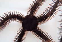 Report: Color-changing brittle stars can see, even without eyes Report: Color-changing brittle stars can see, even without eyes