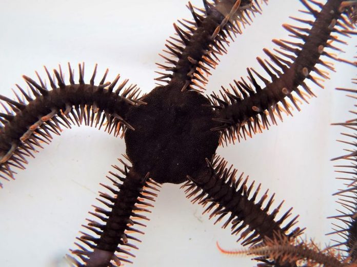 Report: Color-changing brittle stars can see, even without eyes