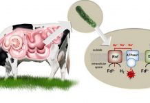 Report: Discovery sheds new light on how cells move Report: Discovery sheds new light on how cells move