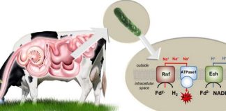 Report: Discovery sheds new light on how cells move Report: Discovery sheds new light on how cells move