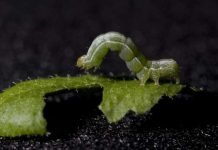 Report: Insect bites and warmer climate means double-trouble for plants Report: Insect bites and warmer climate means double-trouble for plants