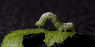 Report: Insect bites and warmer climate means double-trouble for plants Report: Insect bites and warmer climate means double-trouble for plants