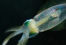 Report: MRI-based mapping of the squid brain Report: MRI-based mapping of the squid brain