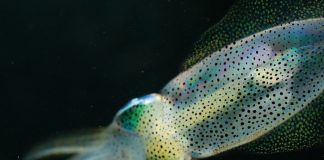 Report: MRI-based mapping of the squid brain Report: MRI-based mapping of the squid brain