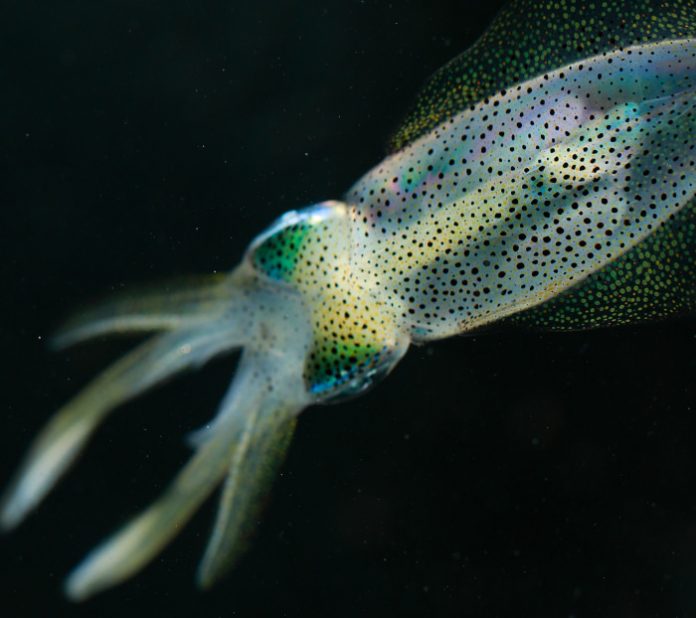 Report: MRI-based mapping of the squid brain