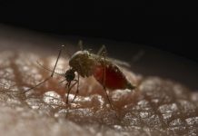 Report: Mosquitoes engineered to repel dengue virus Report: Mosquitoes engineered to repel dengue virus