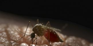 Report: Mosquitoes engineered to repel dengue virus Report: Mosquitoes engineered to repel dengue virus