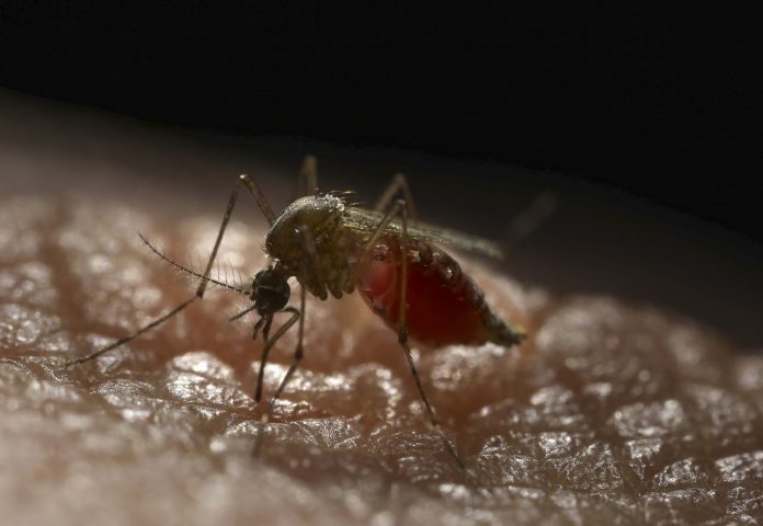 Report: Mosquitoes engineered to repel dengue virus