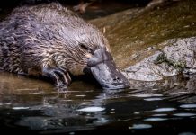 Report: Platypus on brink of extinction Report: Platypus on brink of extinction