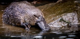 Report: Platypus on brink of extinction Report: Platypus on brink of extinction