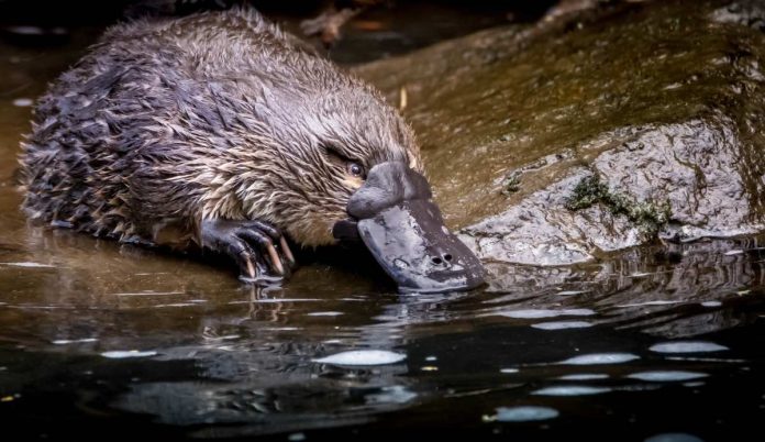 Report: Platypus on brink of extinction